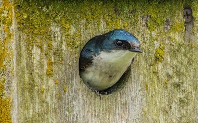 Tree Swallows Find a Welcome Home