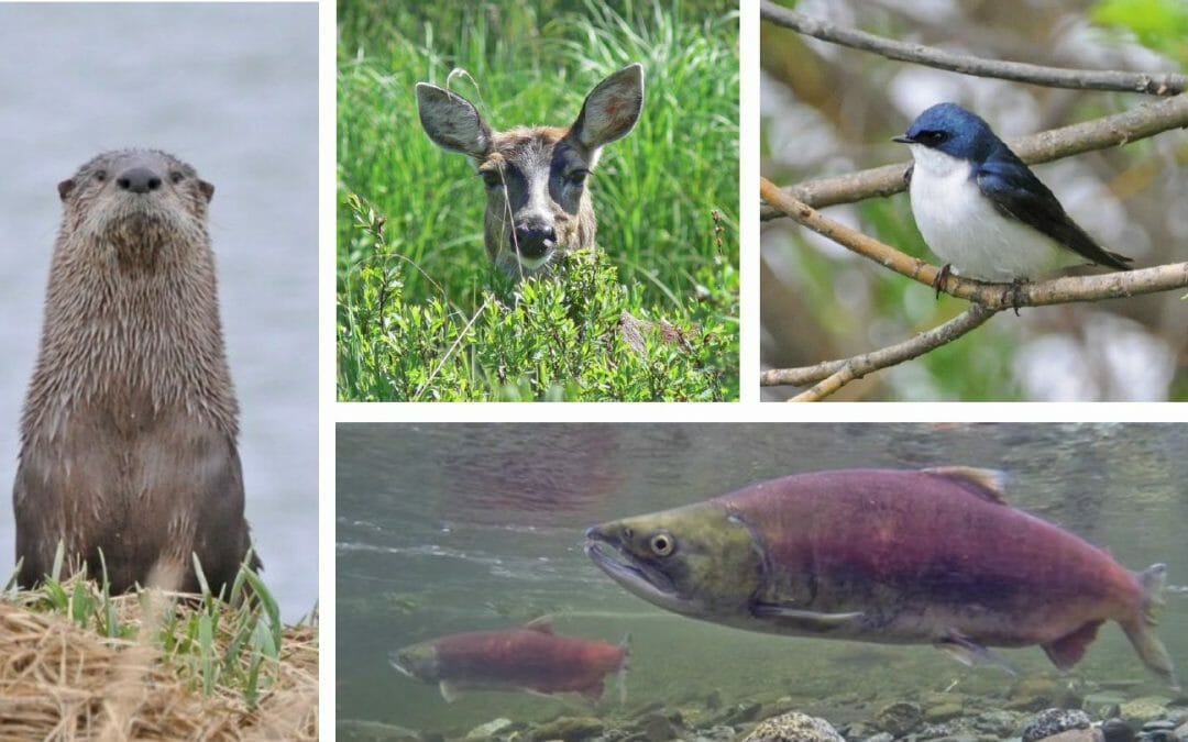 Four photos - river otter, deer, swallow, salmon