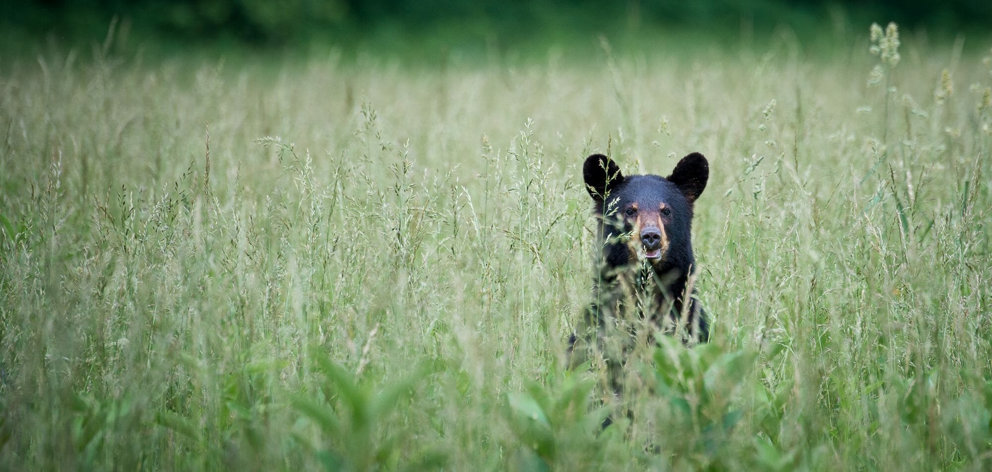 A black bear head stands out above a field of grass