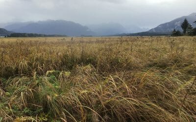 The Southeast Alaska Land Trust Acquires Coastal Wetlands on Mendenhall Peninsula