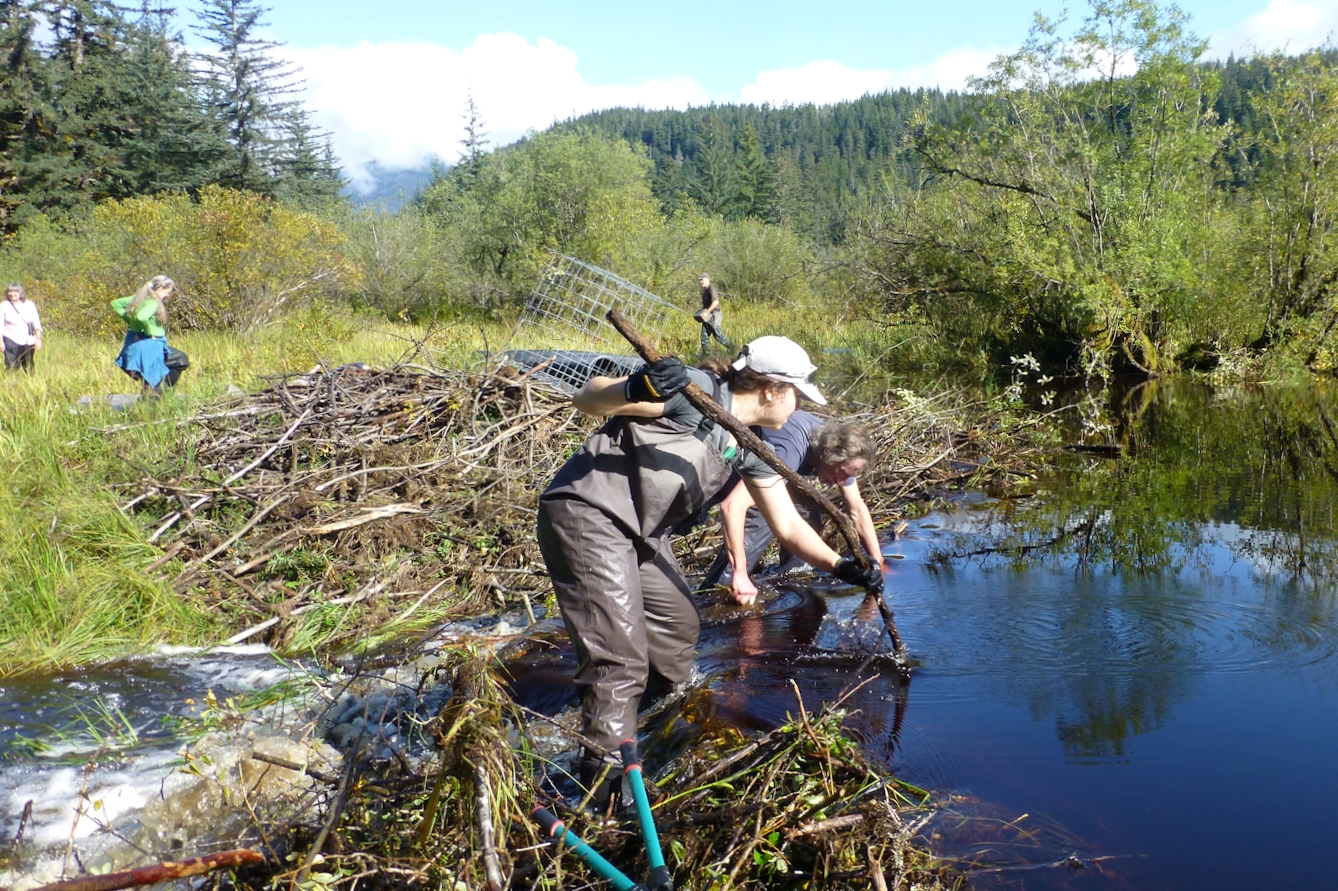 A group of volunteers standing in a pond and working at a beaver dam.