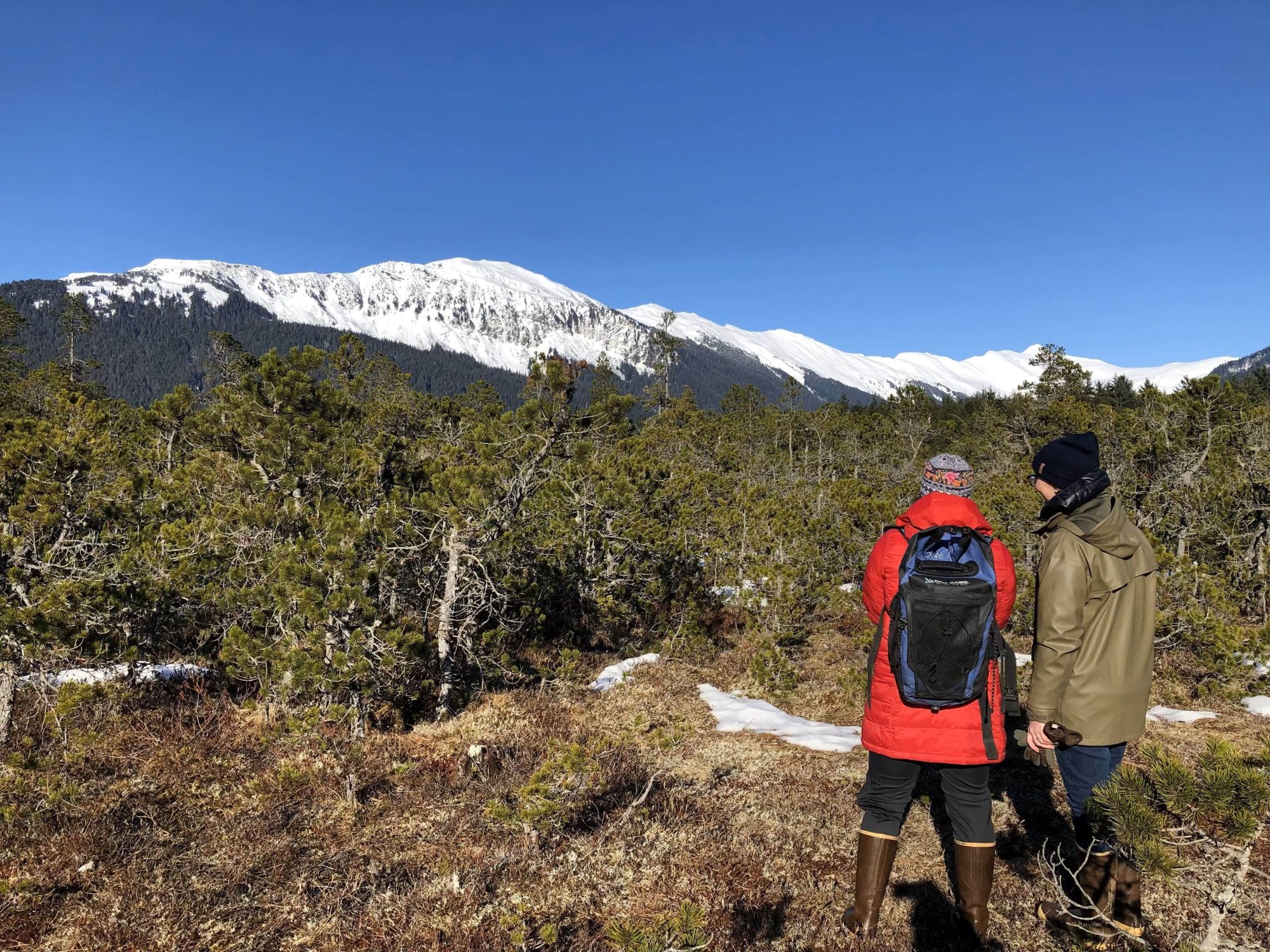 Two people with their backs turned standing in a muskeg with bull pines and snow capped mountains in the background.