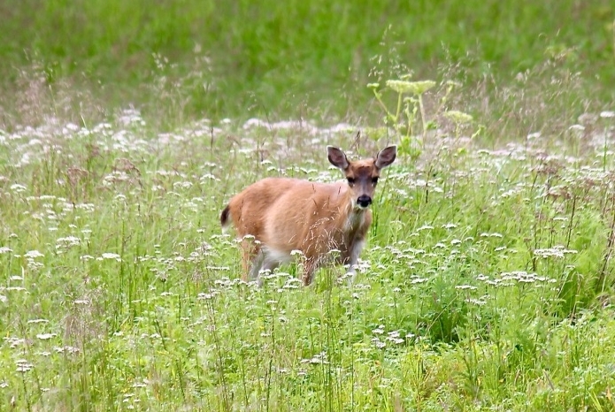 Sitka Black-tailed deer in a grassy field
