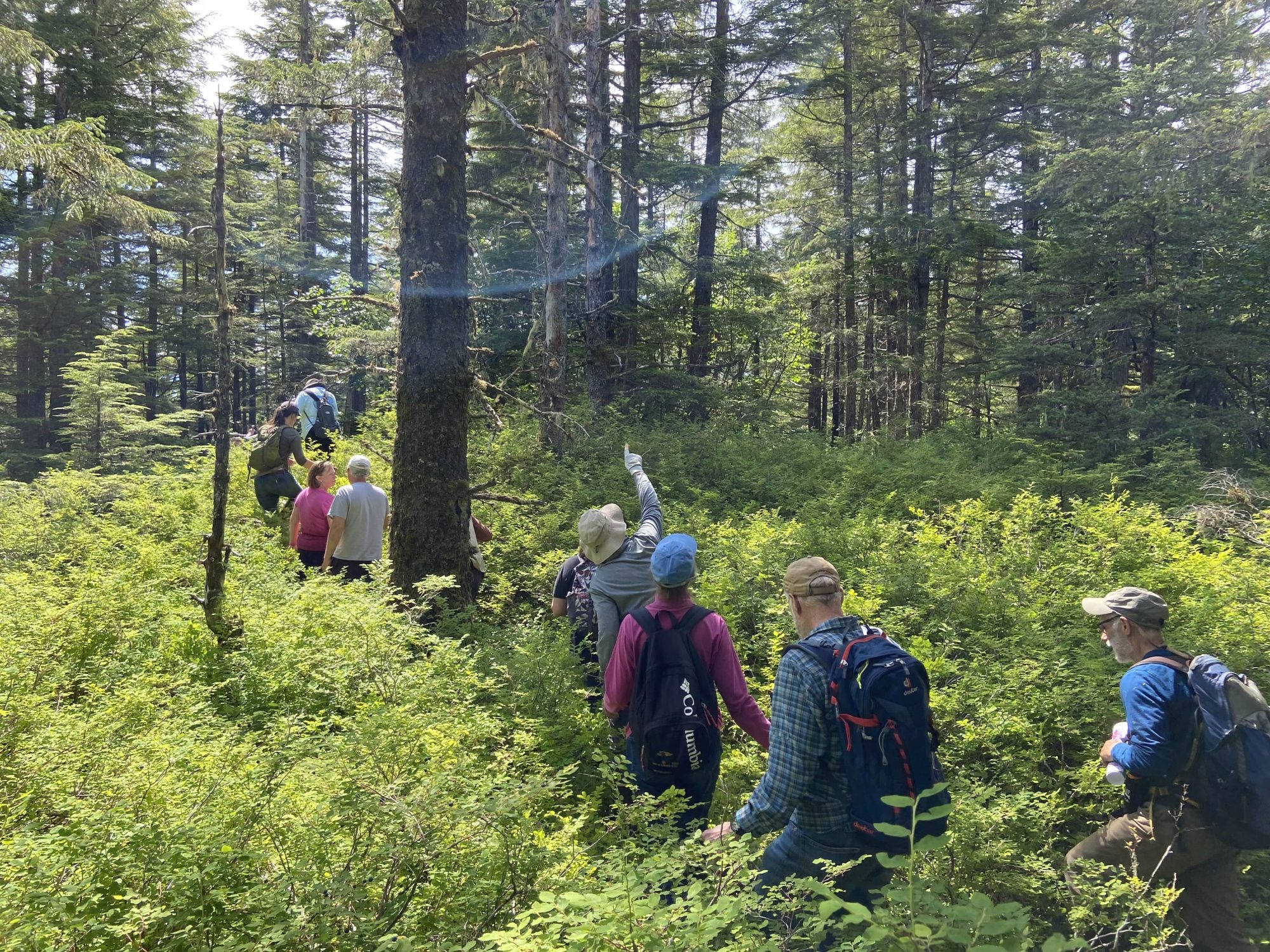 A group of hikers walks through the woods