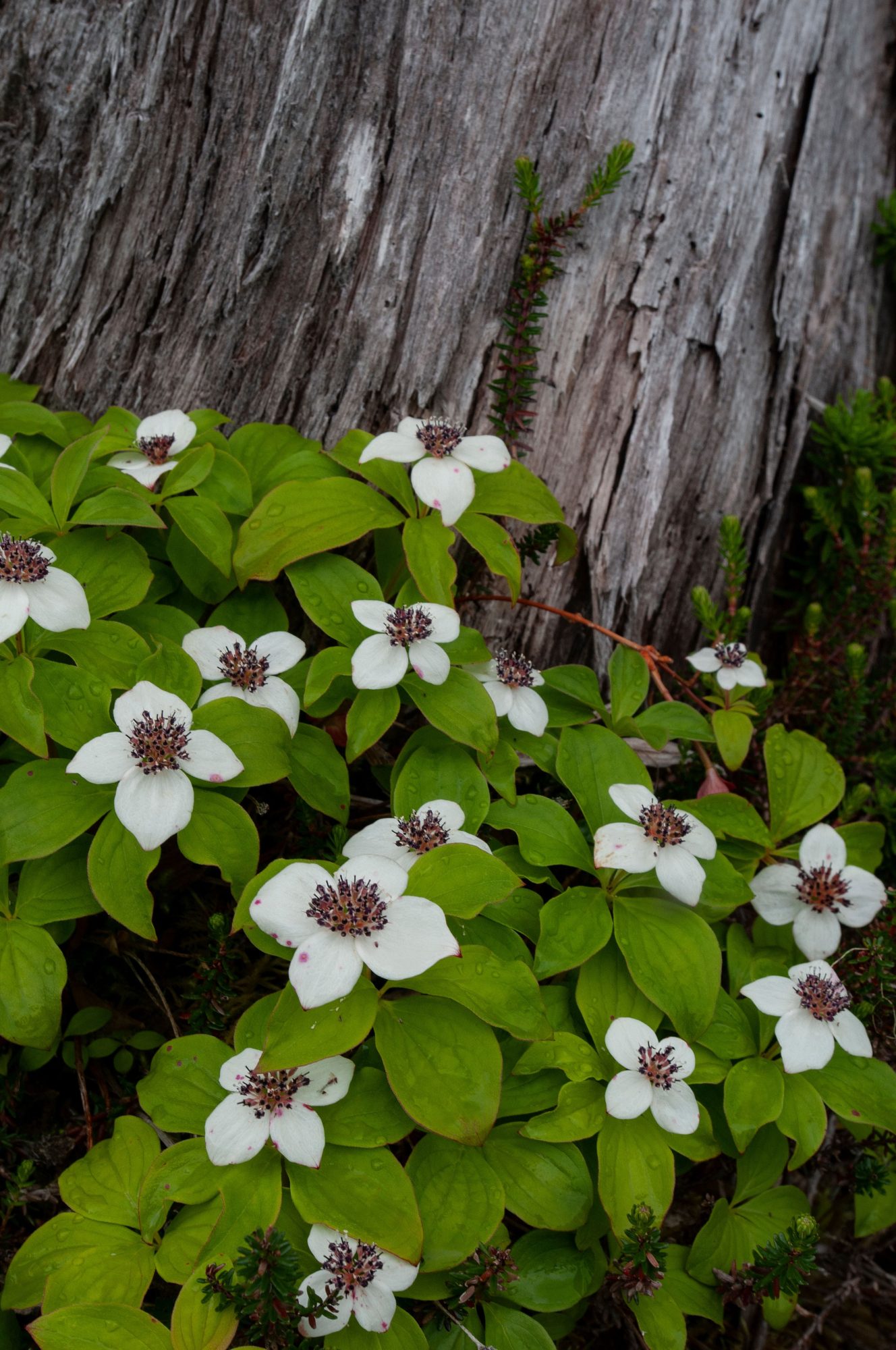 Blueberries on a bush